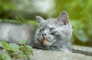 BRITISH SHORTHAIR C043